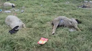 ਬਲਮਗੜ੍ਹ